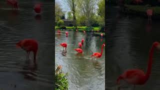 Pink Flamingo | flamingo bird  | beautiful flamingo bird in water 😍#ytshort #flamingo #viral#birds