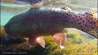 South Holston River - Fly Fishing the Sulphur Hatch for Browns and Bows