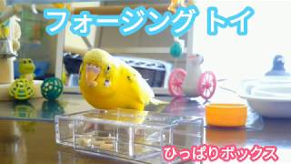 セキセイインコ ピコ フォージングトイでおやつをゲット！Foraging Toy