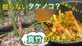 【今が旬!?】掘らずに取れるタケノコ「マダケ」のナムル！