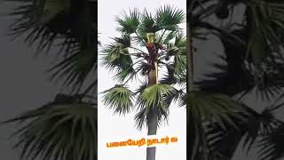 பனையேறி நாடார் நான் என்று சொல்லுவதெ பெறுமை