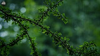 Beat Insomnia Within 5 Minutes with Heavy Rain and Imposing Thunder Sounds in Foggy Forest at Night⚡
