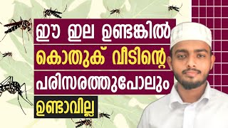 🔴കൊതുക് വീടിന്റെ പരിസരത്തു പോലും വരില്ല.. Mahaneeyam, Sanif Arladka