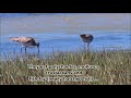 bar tailed godwits foraging in the mud