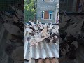 pigeon universe||#reels#shorts#seeds#pigeonlover#pigeon#viral