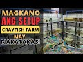 MAGKANO INABOT ANG SETUP SA PAGKE- CRAYFISH FARMING KO: MAY NAKATAKAS NA ARC