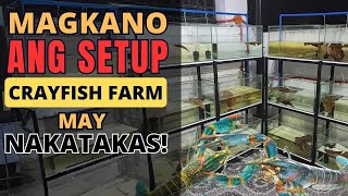 MAGKANO INABOT ANG SETUP SA PAGKE- CRAYFISH FARMING KO: MAY NAKATAKAS NA ARC