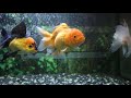 feeding all my aquariums and fish 10k subscribers