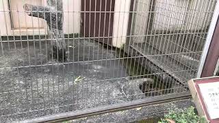 ワオキツネザル　市川市動植物園　ring-tailed lemur Japan zoo (2022年11月19日)パンダちゃんねる