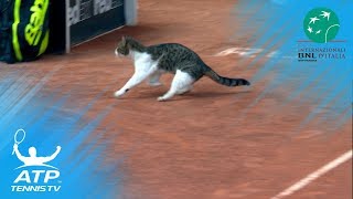 Cat invades tennis court, nearly gets hit! | Rome 2018