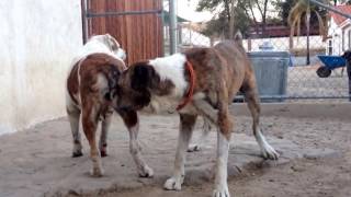 Mating Ritual of Alabai Central Asian Shepherd