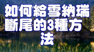 如何給雪納瑞斷尾的3種方法