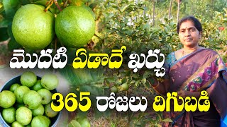 జామ తోటలు ఎందుకు తీసేస్తున్నారు ? మాకు ఎకరానికి రూ. లక్షా 50 వేల ఆదాయం వస్తోంది | Lakshmi Sujatha