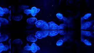 Stunning Moon Jellyfish Aquarium • Very Calming Background Music • Relaxing Aquarium Screensaver