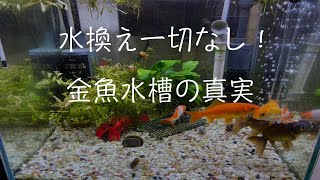 【水換え一切なし！】金魚水槽、フィルター掃除\u0026トリミング！Cleaning of goldfish tank without water change