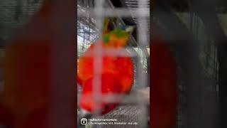 Please Subscribe My Channel / Sun Conure / Red Factor Sun Conure #conure #sunconure