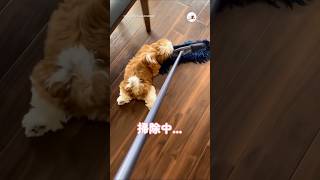 新しい遊びを見つけた✨｜PECO #シーズー #子犬 #子犬のいる暮らし #シーズー大好き #shihtzu #shihtzupuppy #puppy #puppylife #puppylove