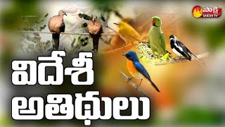 కొమరం భీం ఆసిఫాబాద్ జిల్లాలో అరుదైన వలస పక్షుల సందడి | Rare Migration Birds in Komarabheem Asifabad