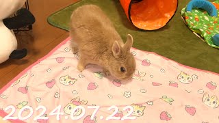 毎日の30秒ひなちゃん🐰✨【2024.07.22のひな】[うさぎ]