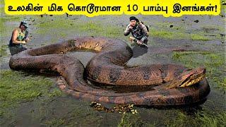 உலகின் மிக கொடூரமான 10 பாம்பு இனங்கள்! | 10 Biggest Snakes Ever Found on Planet Earth | Tamil Bells