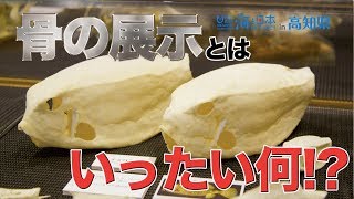 【おらんくの海】夏休みに高知の海をカガクする 日本財団 海と日本PROJECT in 高知県 2019 #16