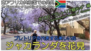 【南アフリカ】#100 なんだこの綺麗な紫の花は!?　ジャカランダ（日本で言う桜）を花見!!　白いジャカランダも紹介しています!!　Jacaranda　White Jacaranda　海外ボランティア