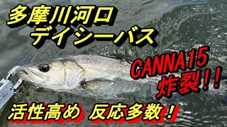 【多摩川河口】CANNA15でデイシーバスゲーム