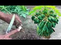 How to grow male papaya to bear fruit