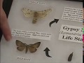 Insects: Gypsy Moth, 4-H Forestry