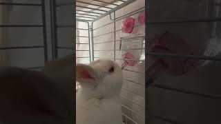 うさぎのおもち🐰水飲んでる