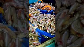 Kasimedu Fish Market - Indian Anchovies and Boal Fish | Sword Fish - EVi