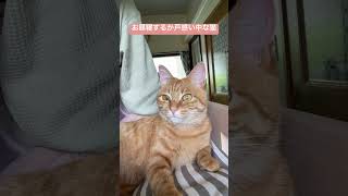 お昼寝するか戸惑い中の猫　#保護猫 #cat #猫動画 #にゃん #猫のいる生活 #猫のいる暮らし #猫好きさんと繋がりたい #猫 #子猫 #ねこ #お昼寝