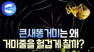 헐거운 거미줄로 먹이를 어떻게 사냥할까?🕷움직이는 거미줄 | 큰새똥거미 | 밤의 제국