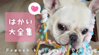 【破壊】フレンチブルドッグとのイタチごっこは続く・・・この1年で愛犬が破壊したもの\u0026修復したもの