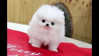 Cute Pomeranian Puppies Doing Funny Things | Cute and Funny Dogs