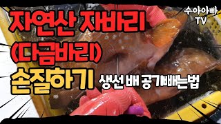 자연산 자바리(다금바리) 손질하는 법과 생선배에 공기빼는 법 [수아아빠TV]