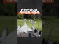 닭은 왜 목을 흔들며 걸을까 shorts