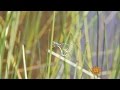 Nature: Damselflies