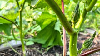 How to #prune the #Okra plant for more yield and airflow