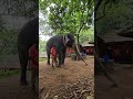 ആശാനെ വടി ഞാൻ തള്ളിയിട്ടതല്ല ❤️ youtubeshorts evaelephant konnielephant