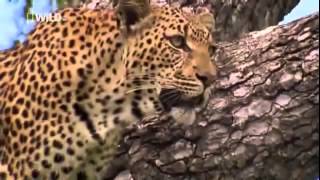 Documentary Films - The Life of LEOPARD QUEEN