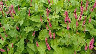 vaste planten, Persicaria amplexicaulis 'Taurus' (duizendknoop)