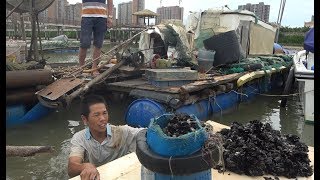 东莞广州珠海的网友来赶海，小池跳入海里掏几桶海鲜，一人送一桶