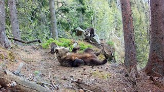 Spring in the forest with young animals - trail camera footage