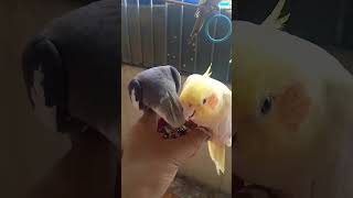 😳 #cockatiel #birds #parrot #pets #cute #mabirdcare #cuteparrot #cockatil #cockatielbird #cutebird