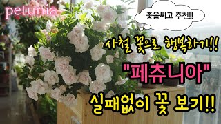 #petunia 베란다안 사철 꽃식물 추천!! #페츄니아 제대로 키워 볼까요?