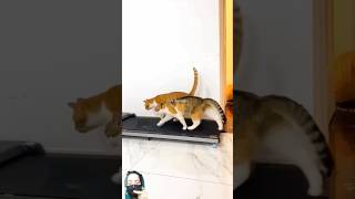 Talking Dog Thinks He is a TOMATO! #shorts #corgi#funny #trending #youtubeshorts #traindog #dancing