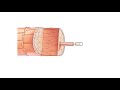 Anatomy and Chemical Makeup of a Single Hair (Animation)