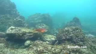 황놀래기(Pseudolabrus sieboldi(fishbase), Pseudolabrus japonicus??)~ Bambooleaf wrasse