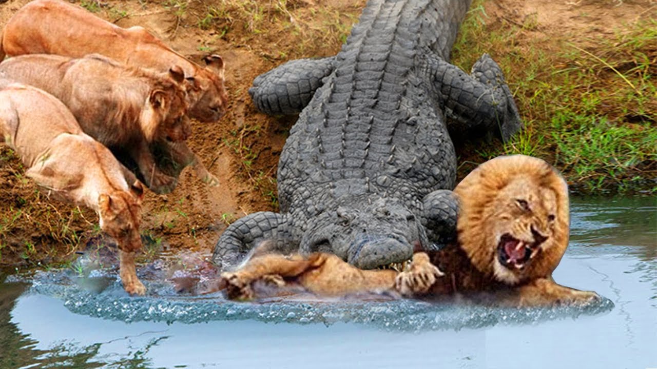 Crocodile Attack Lion